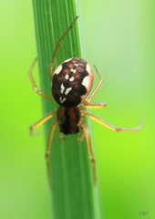 Pachygnatha listeri