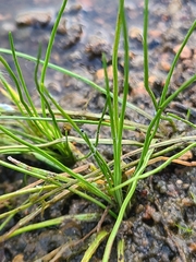 Isoetes melanopoda
