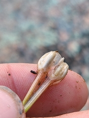 Isoetes melanopoda