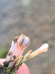 Isoetes melanopoda