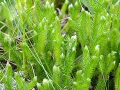 Lycopodium lagopus