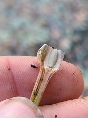 Isoetes melanopoda