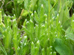 Lycopodium lagopus