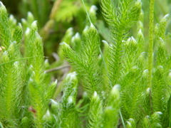 Lycopodium lagopus