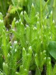 Lycopodium lagopus