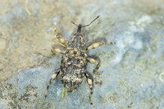 Mechistocerus