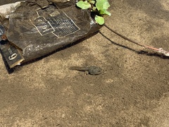 Lithobates catesbeianus
