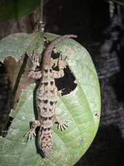 Gonatodes concinnatus