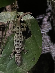 Gonatodes concinnatus