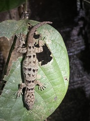 Gonatodes concinnatus