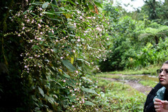 Lepidaploa canescens