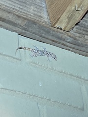 Hemidactylus turcicus