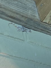 Hemidactylus turcicus