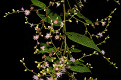 Lepidaploa canescens