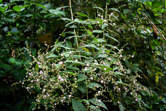 Lepidaploa canescens