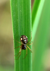 Pachygnatha listeri