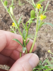Ranunculus rhomboideus
