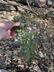 Lilium humboldtii humboldtii