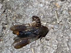 Homalodisca vitripennis