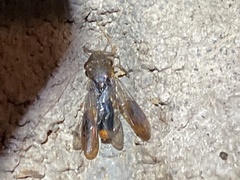 Homalodisca vitripennis