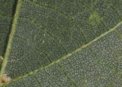 Tilia americana heterophylla