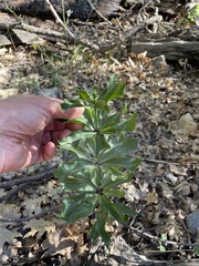 Lilium humboldtii humboldtii