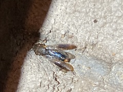 Homalodisca vitripennis