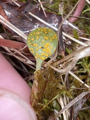 Rossmanomyces pyrolae