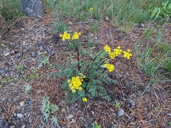 Lomatium cous