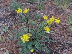 Lomatium cous