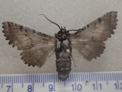 Hypographa aristarcha