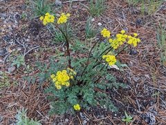 Lomatium cous