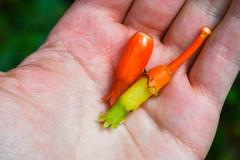 Psammisia ecuadorensis