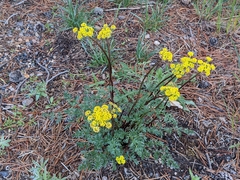 Lomatium cous