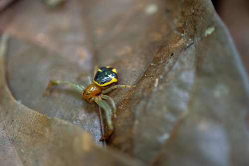 crab spiders