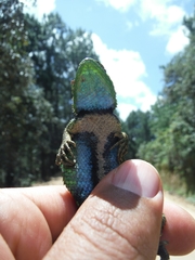 Sceloporus formosus