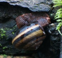Monadenia infumata callidina