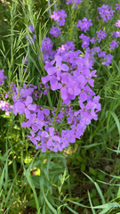 Hesperis matronalis