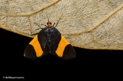 Semniomima
