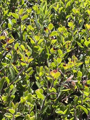 Arctostaphylos franciscana