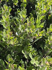 Arctostaphylos franciscana
