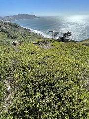 Arctostaphylos franciscana