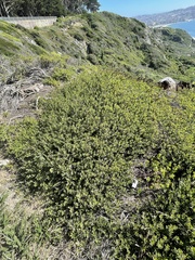 Arctostaphylos franciscana