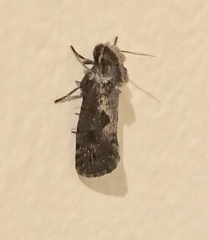 Acrolophus popeanella