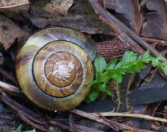 Monadenia infumata callidina