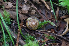 Monadenia infumata callidina