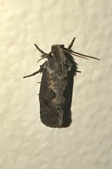 Acrolophus popeanella