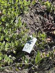 Arctostaphylos franciscana