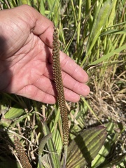Plantago subnuda
