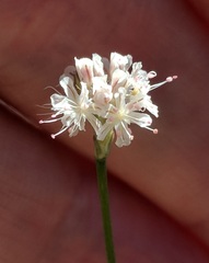 Eriogonum molestum